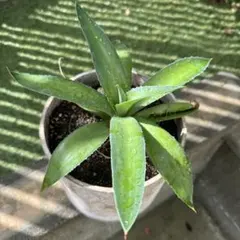 アガベ　アメリカーナ シルバーリーフ 目指せ巨大アガベ！アガベ地植えのやり方！！アガベアメリカーナ