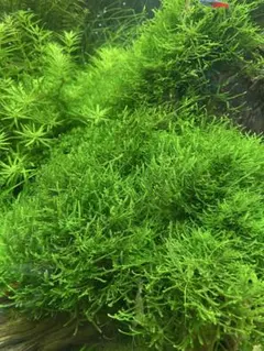 ☆タチカズラ☆フレッシュ ☆ オリーブ・ピスタチオグリーン*: - メルカリ ★タチカズラ★フレッシュ ★オリーブ・ピスタチオグリーン★☆*: