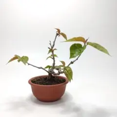 サクランボ 苗木 未成熟 写真より実物が、綺麗です - メルカリ