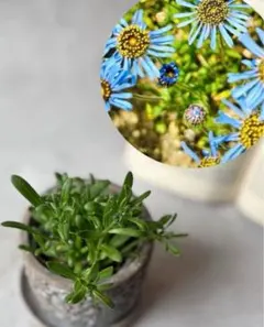 2026年最新】キングフィッシャーデージーの人気アイテム - メルカリ