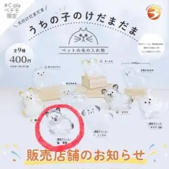 うちの子のけだまだま　犬　黒柴