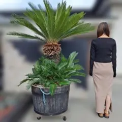 2025年最新】ソテツ 引き取りの人気アイテム - メルカリ