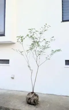 静かな存在感。山採りミツバツツジ。 2025年最新】山採り ミツバツツジの人気アイテム - メルカリ