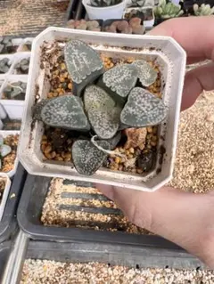 2025年最新】ハオルチア グロエネワルディの人気アイテム - メルカリ