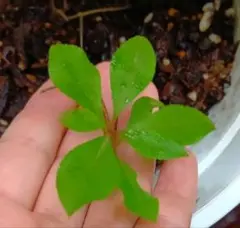 ドウダンツツジ　白　実生苗1株のサムネイル
