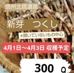新芽つくし 300g 信州北信濃産