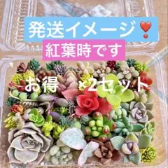 多肉植物　お任せカット苗 詰め合わせ　❎2セット