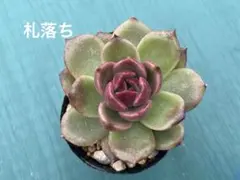 選べる2種セット　多肉植物