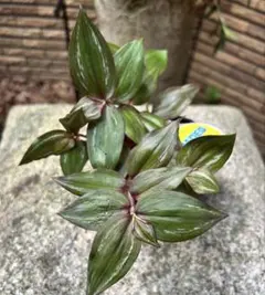 希少 トラディスカンティア ヒジョウバル 観葉植物 - メルカリ
