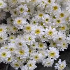 のん•のん様専用♪