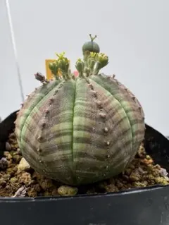 ロウルサンコさんラベル付き☆スーパーブラックバリダ(国内実生苗です