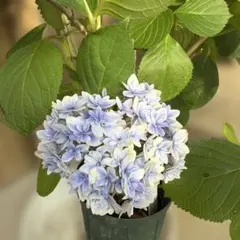 紫陽花大苗木/鉢無し.花無し来季用 紫陽花大苗木/鉢無し.花無し来季用 - メルカリ