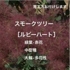 スモークツリー 切り花 80cm箱いっぱい 保水あり 匿名配送 スモークツリー 切り花 80cm箱いっぱい 保水あり 匿名配送 - メルカリ