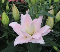 久美ちゃん様 リクエスト 3点 まとめ商品