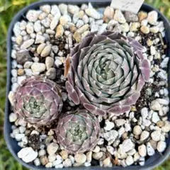 MUN様 リクエスト 9点 まとめ商品