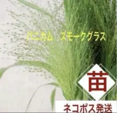 花芽付き❣️ パニカム　スモークグラス　1ポット複数苗　ネコポス発送　⑥のサムネイル