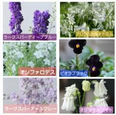 BLUE GARDEN　6種SETのサムネイル