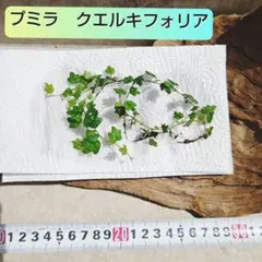 みさくまはるまめ様 リクエスト 2点 まとめ商品