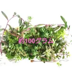 多肉植物寄せ植え用 ルビーネックレス、セダム、ブローメアナ、パリダム、ピンキー等