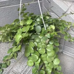 Hoya セルペンス花座付き - メルカリ