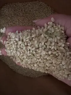 Natural farming自然栽培玄米 免疫活性化 伊藤悦男 食養 Natural farming自然栽培玄米 免疫活性化 伊藤悦男 食養 - メルカリ