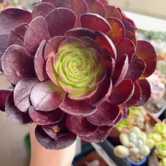 セール‼️新品種 超レア‼️アエオニウム 幽霊姫 カット苗 小さめ