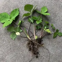 ぽぉ様 リクエスト 2点 まとめ商品