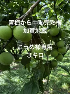 青梅から中熟梅　加賀地蔵　 こうめ様専用　3キロのサムネイル