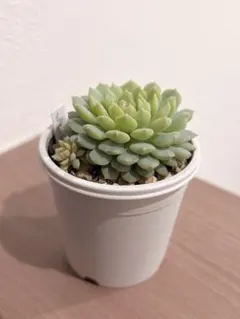 3号鉢 ちょこん札付きポットごとメルカリ便おらいさん苗ミックスベリア 3号鉢 ちょこん札付きポットごとメルカリ便おらいさん苗ミックス