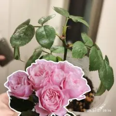 2026年最新】バラ苗 木立性の人気アイテム - メルカリ