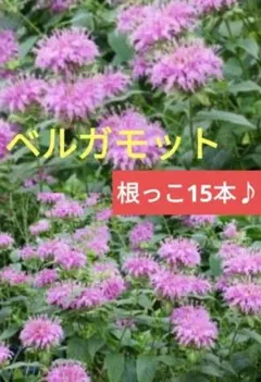 ハーブ ベルガモット 花苗　ラベンダーカラー　10苗セット ハーブ ベルガモット 花苗 ラベンダーカラー 10苗セット - メルカリ