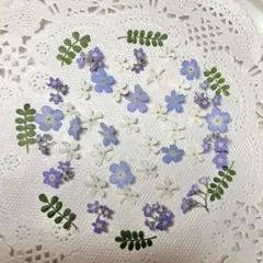 No.153 勿忘草のドライフラワー