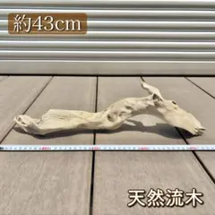 2025年最新】アク抜き済流木の人気アイテム - メルカリ