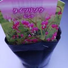 Masa様 リクエスト 2点 まとめ商品