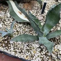 2025年最新】アガベ アメリカーナ セットの人気アイテム - メルカリ