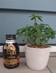 ドルステニア　ギガス　実生のサムネイル