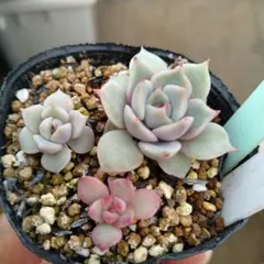 2026年最新】多肉 ローラの人気アイテム - メルカリ