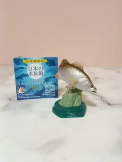 難あり!!日本の水族館♡水族館フィギュアコレクション アカメ