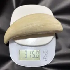 2026年最新】マッコウクジラ 牙の人気アイテム - メルカリ