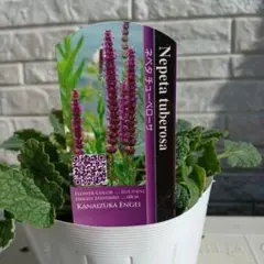 2025年最新】苗の人気アイテム - メルカリ