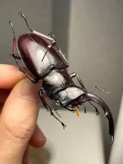 まとめ 【125mm♂】ハイエシオオウスバカミキリ オオウスバカミキリ