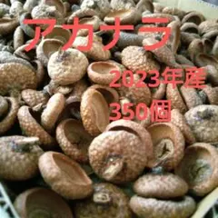 ぷっくり　ドングリ帽子 　約350 個　2023年産　アカナラ　レッドオーク
