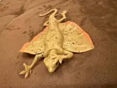ジャングル　アンドコ　ジャワトビトカゲ