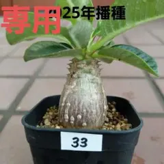 ウィンゾリー 4 まん丸 コロン 国内実生 国内繁殖 パキポディウム