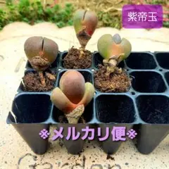 2025年最新】紫帝玉の人気アイテム - メルカリ