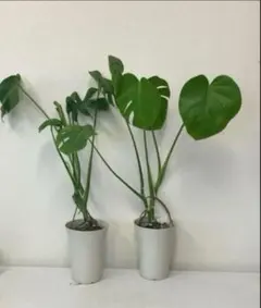 現品発送　5.5号×2鉢発送　観葉植物　モンステラのサムネイル