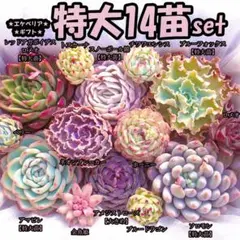 韓国苗　多肉植物　特大 エケベリア　ギフト　14苗セット【SP118】
