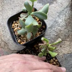 クラッスラ　ブルーリボン　ホービット　抜き苗　金の成る木や花月の仲間のサムネイル