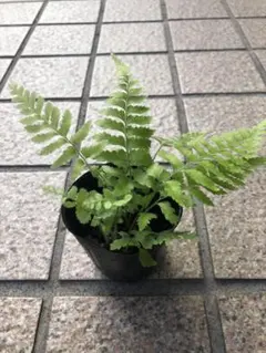 シダ植物苗のサムネイル