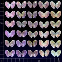 桜貝【合貝】30組(穴無し) ㉛